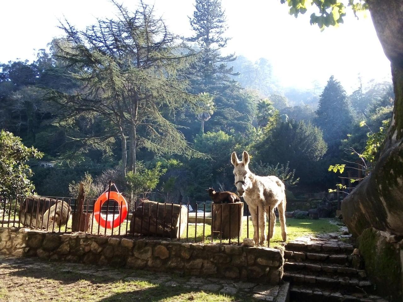 Quinta Do Castanheiro Hotel Sintra Bagian luar foto